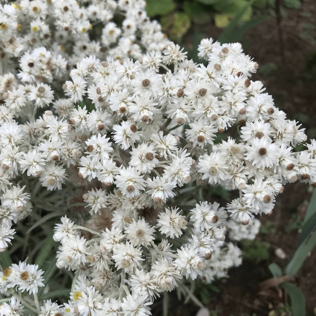 ✿Анафалис трехжилковый С1.5