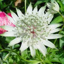 ✿Астранция крупная `Alba` С3