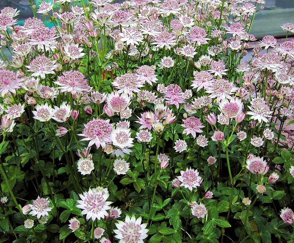 ✿Астранция крупная`Primadonna` С3