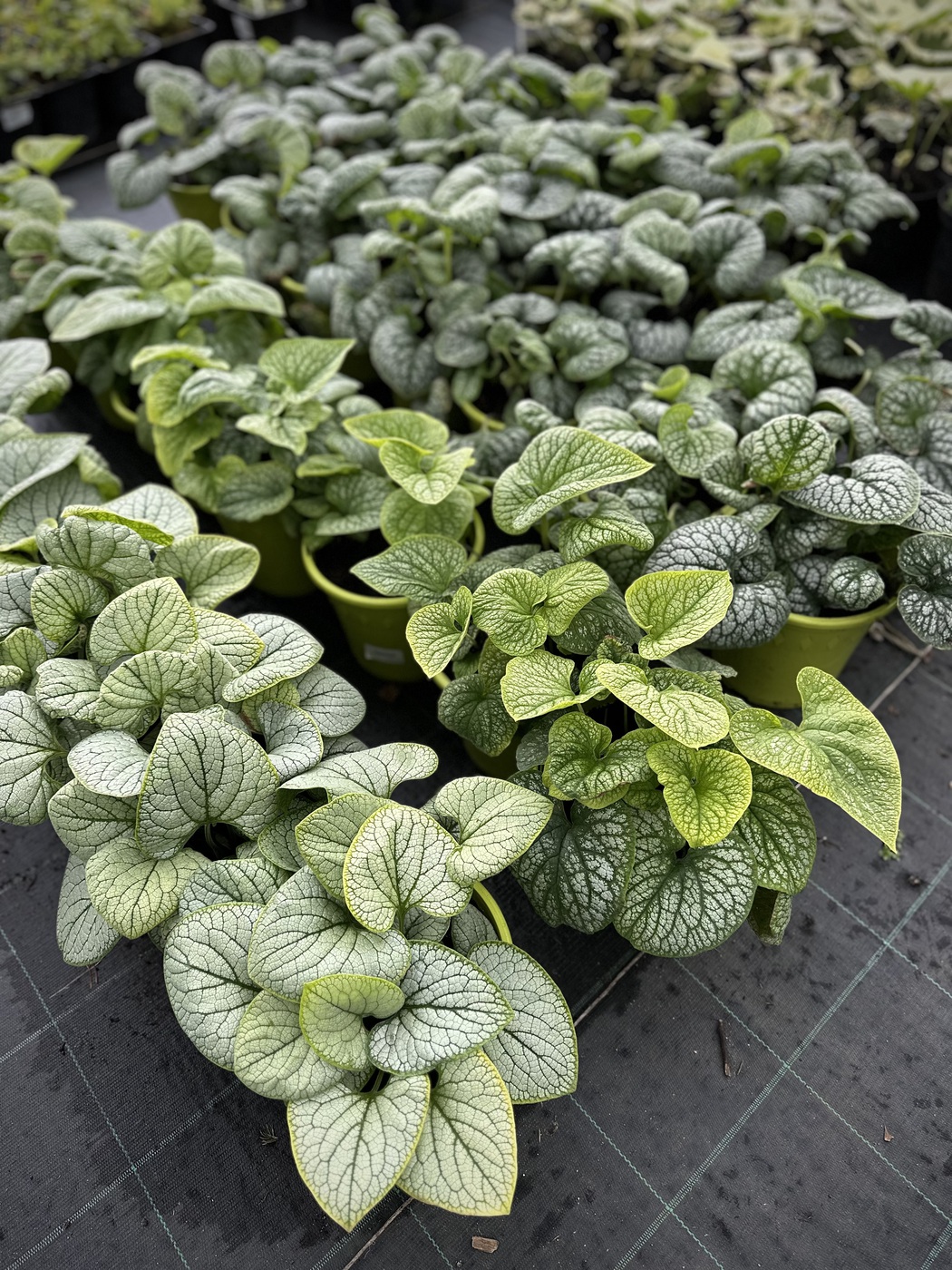 ✿Бруннера крупнолистная С3