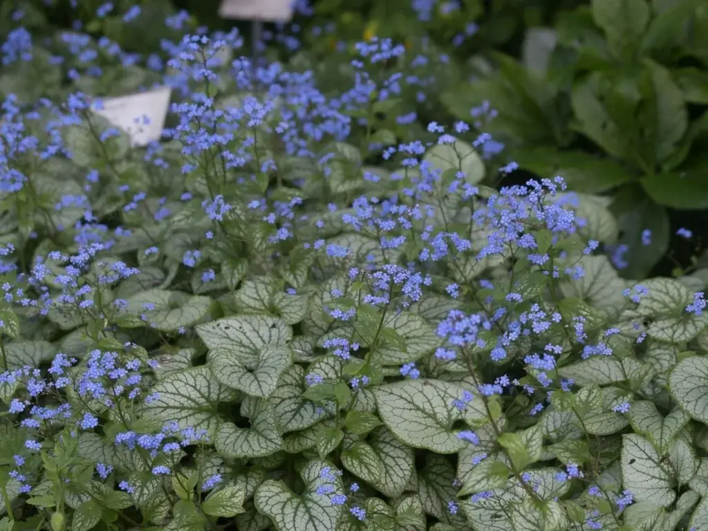 ✿Бруннера крупнолистная `Jack Frost` С3