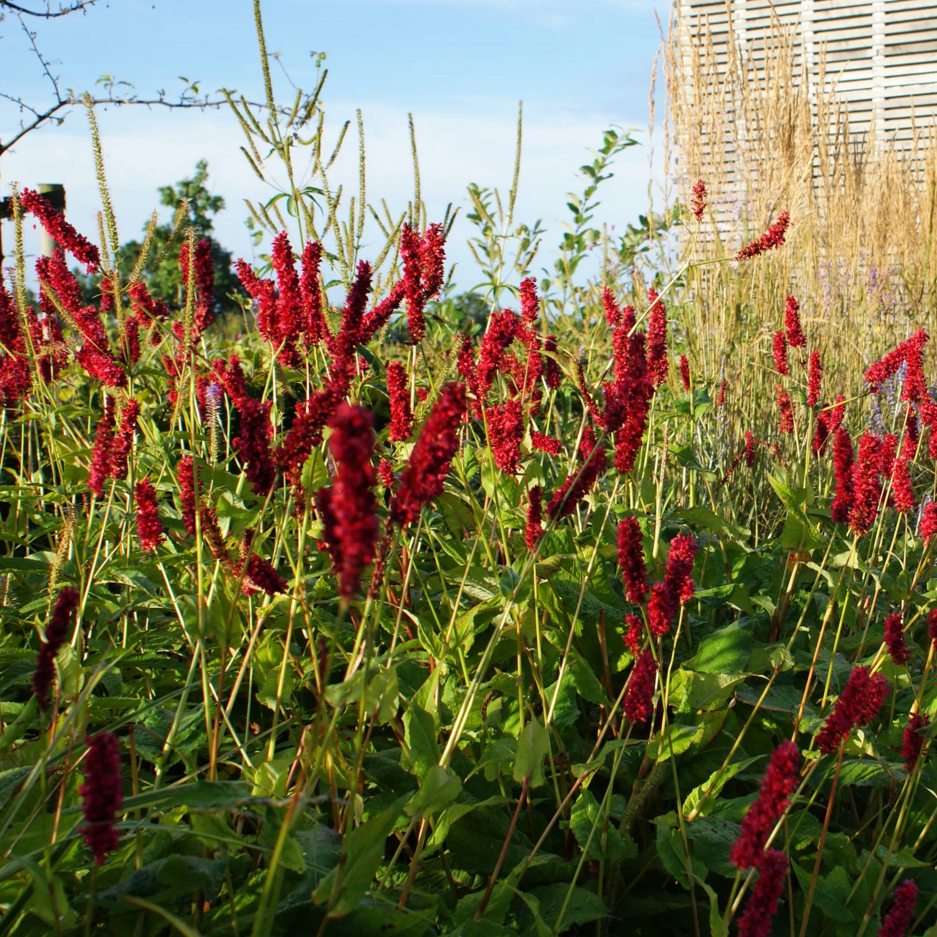 ✿Горец родственный `Superba` C3