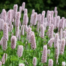 ✿Горец змеиный `Hohe Tatra` С7.5