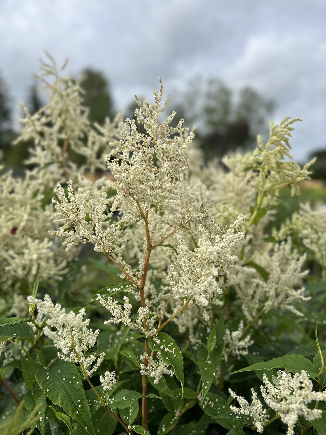 ✿Горец изменчивый (бело-кремовый) C5