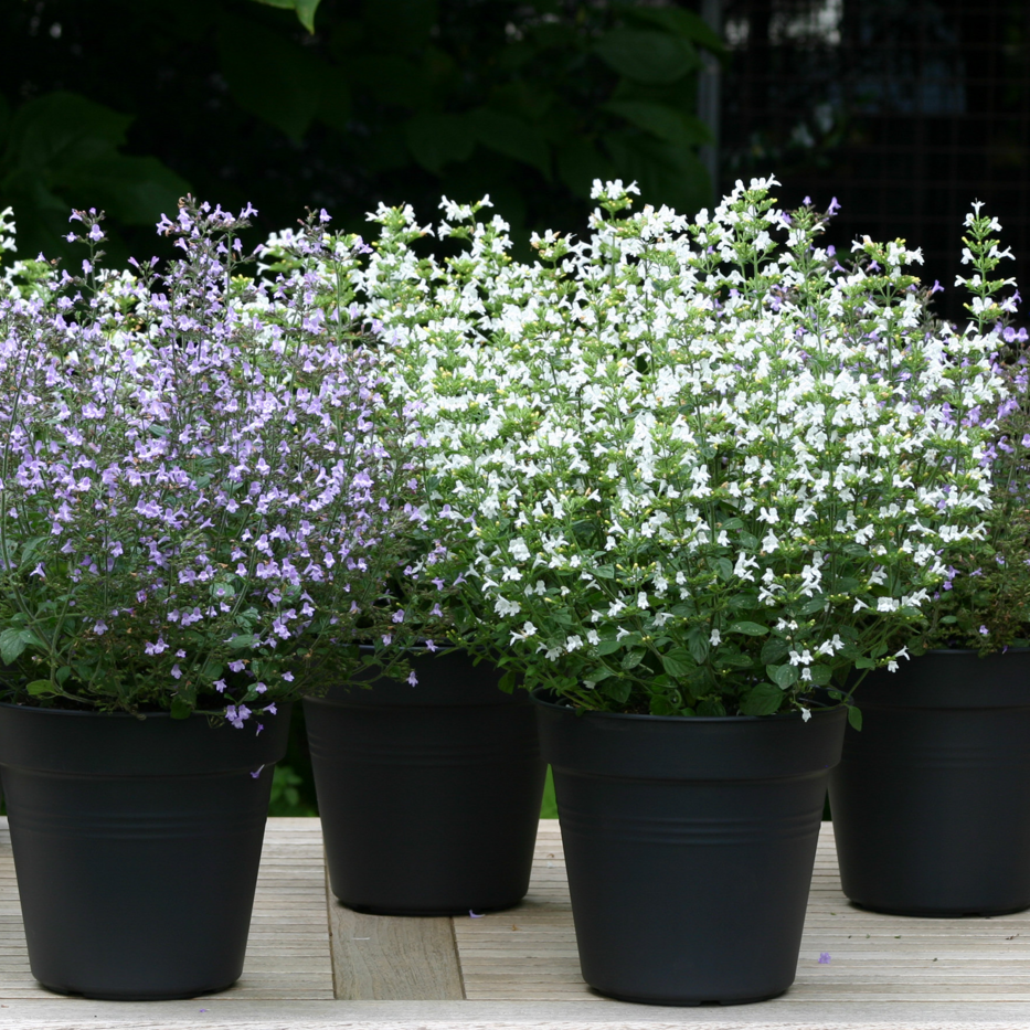 ✿Душевик котовниковый в ассортименте С3