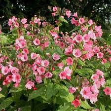 ♥Медуница сахарная `Dora Bielefeld`