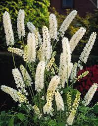 ✿Клопогон японский `Silver Dance` C3