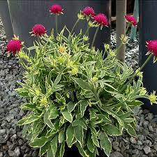 ✿Короставник македонский `Thunder and Lightning` C3