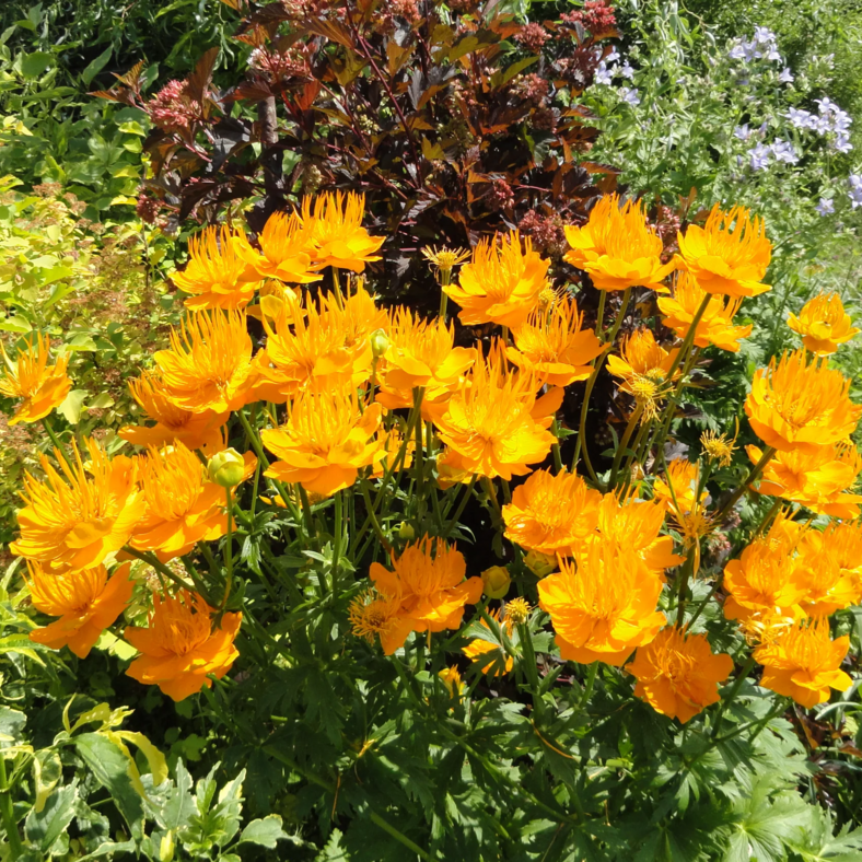 ✿Купальница китайская С3