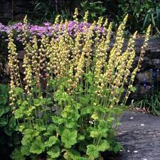 ✿Теллима крупноцветковая С3