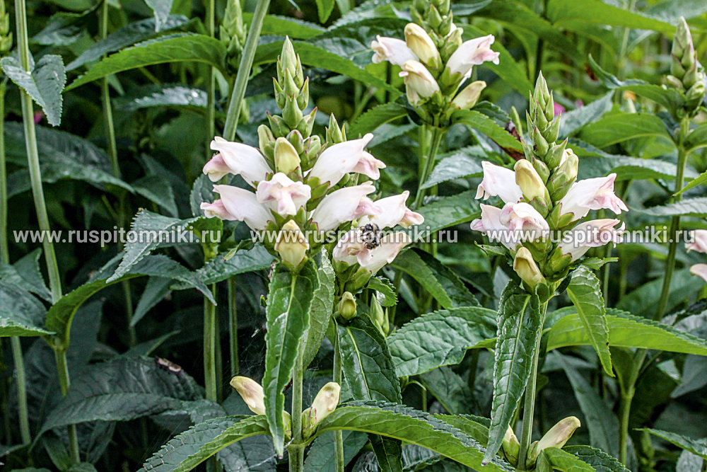 ♥Хелоне косая Alba С3