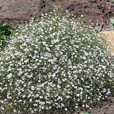 ✿Гипсофила стенная кашпо