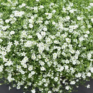 ✿Гипсофила ползучая (белая) С3