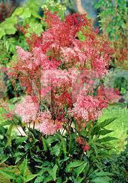 ✿Лабазник красный С5