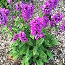 ✿Буквица крупноцветковая С3