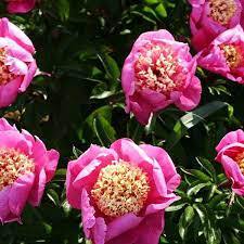 ★Пион травянистый `Mandarin's Coat` C5