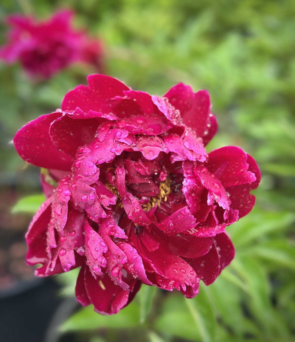 ★Пион травянистый `Peter Brand` C45