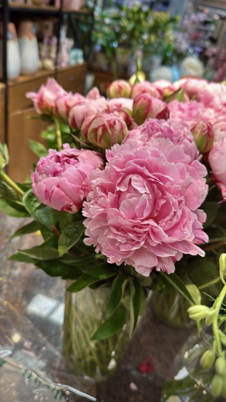 ★Пион молочноцветковый `Sarah Bernhardt` C3