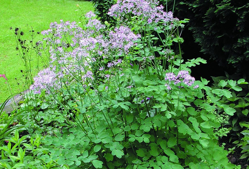 ✿Василистник водосборолистный С5