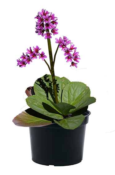 ✿Бадан сердцелистный `Shoeshine Rose` C3