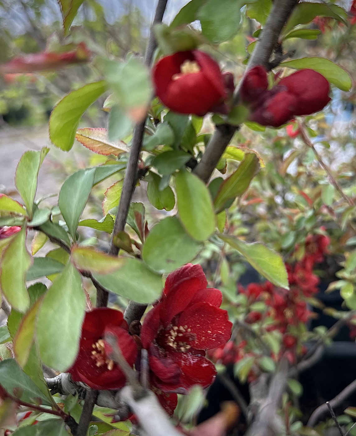 Айва превосходная `Кримсон и Голд` `Crimson and Gold`