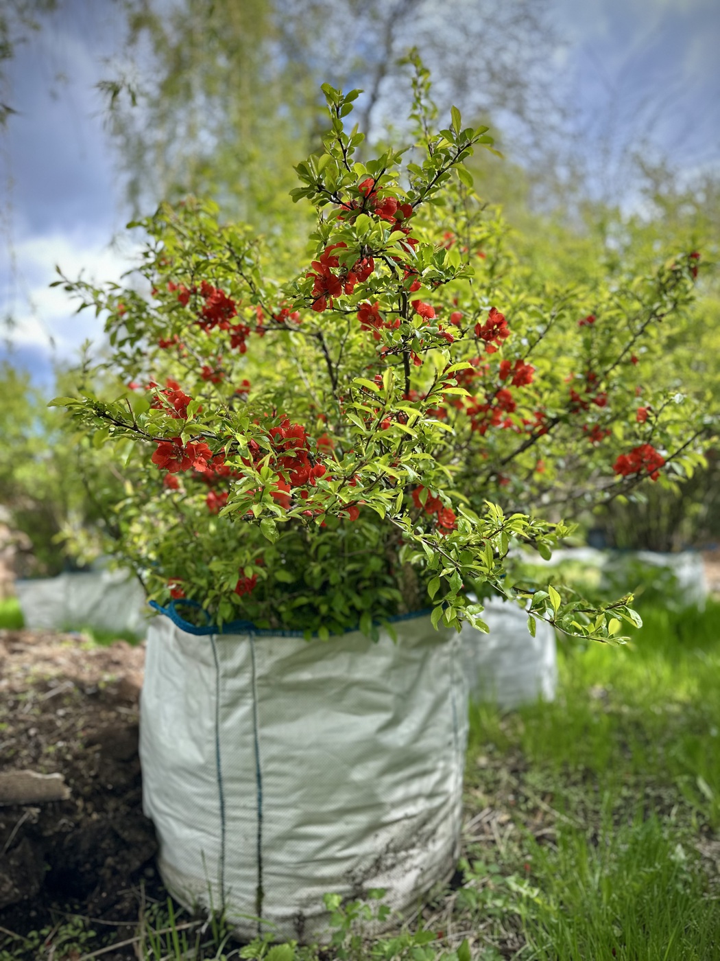 Айва японская