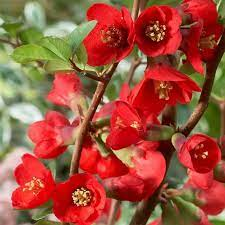 Айва превосходная `Техас Скарлет` `Texas Scarlet`