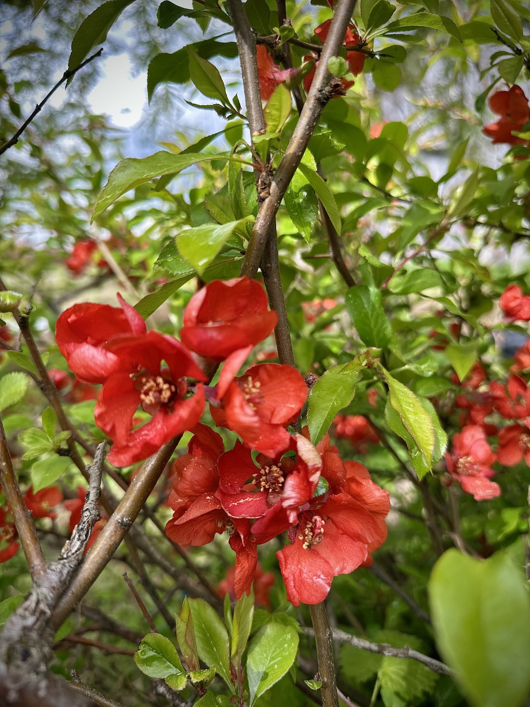 Айва японская