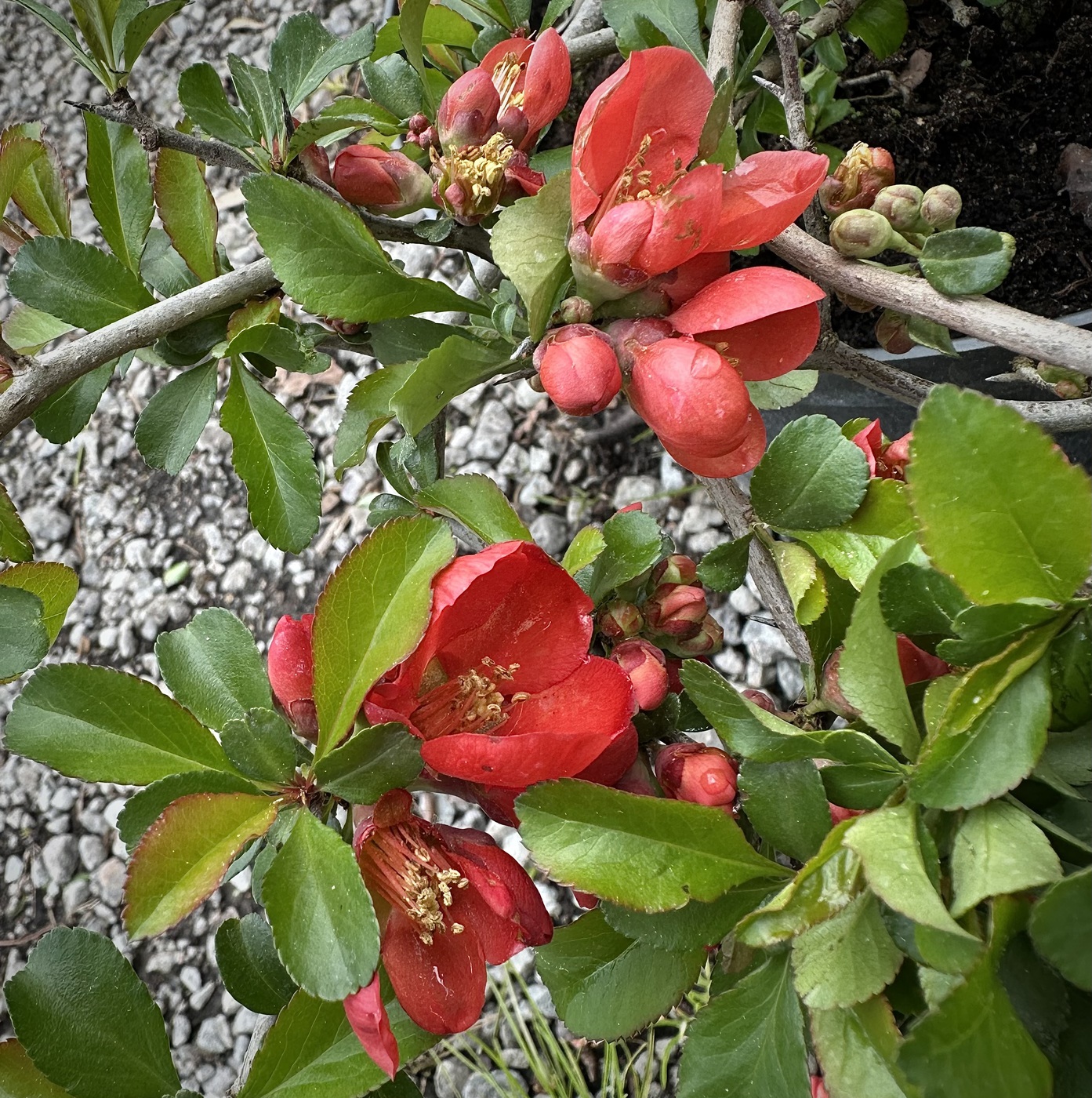 Айва превосходная `Николин` `Nicoline`