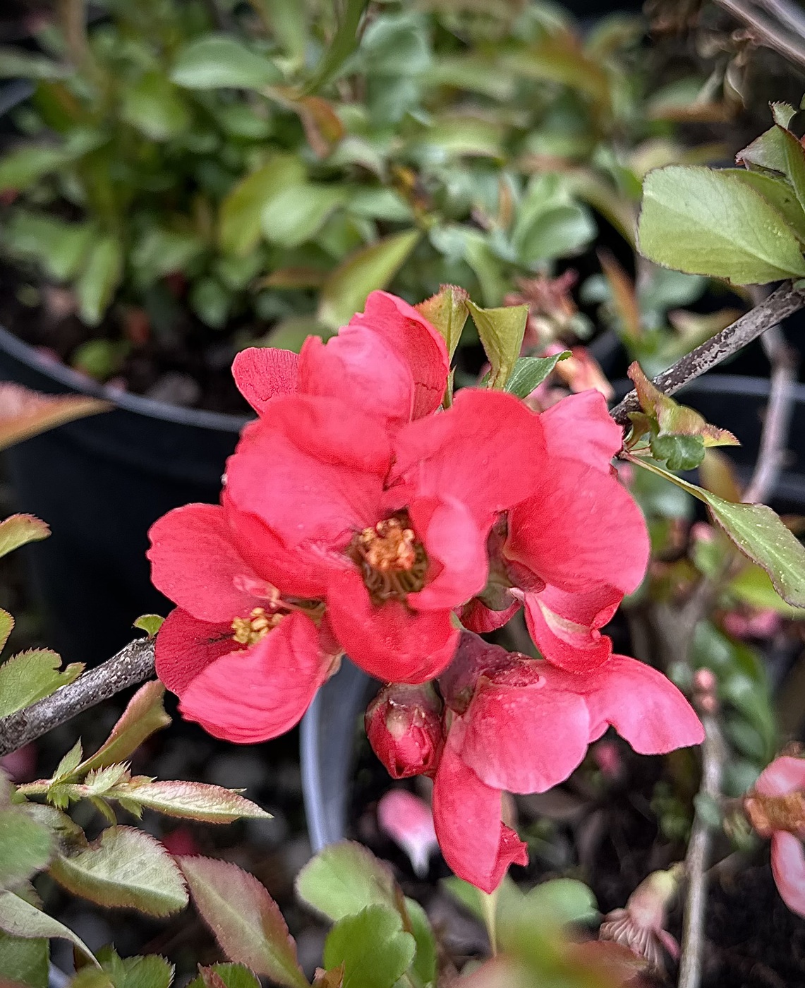 Айва превосходная `Пинк Леди` `Pink Lady`
