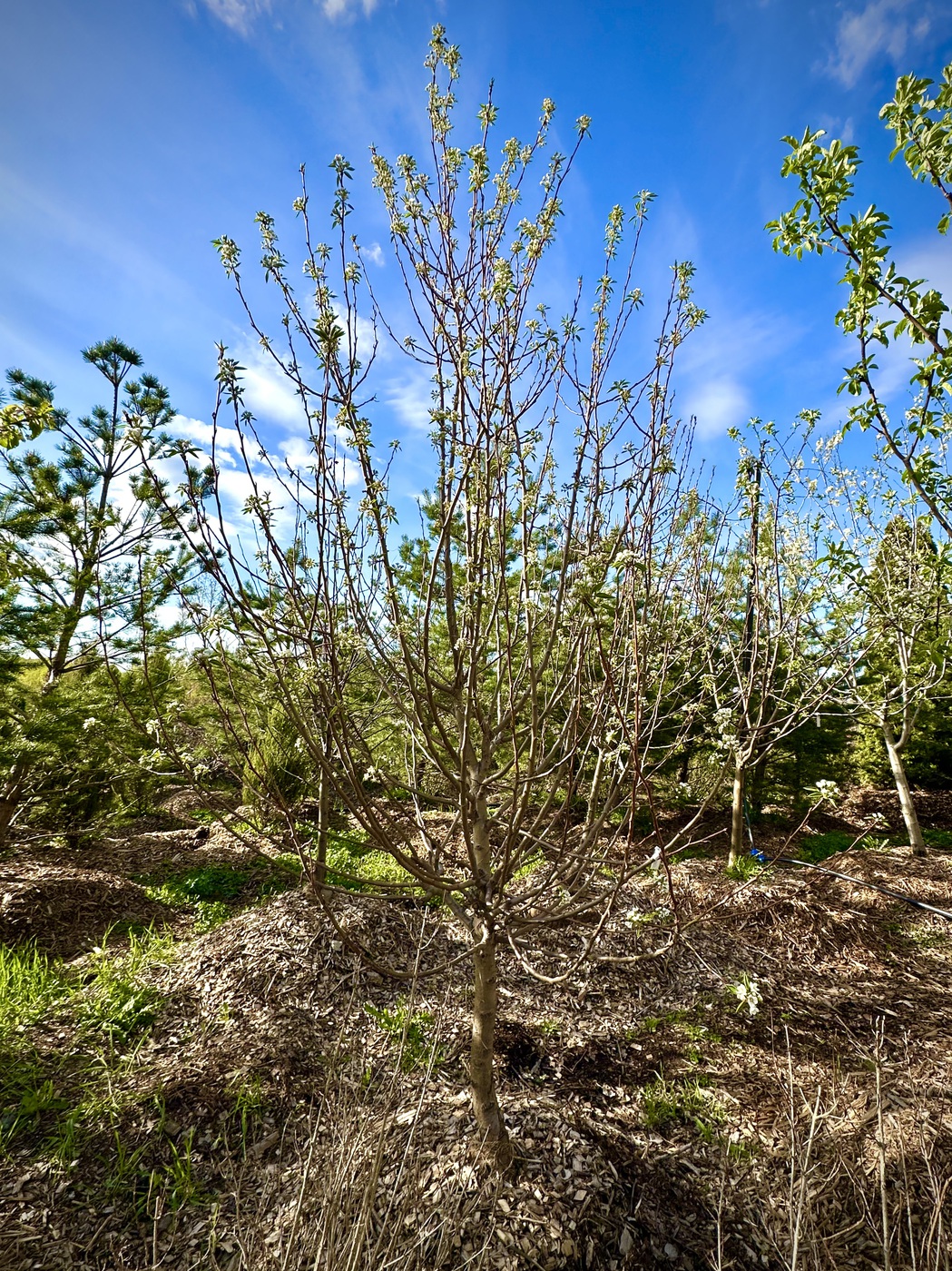 Груша обыкновенная `Чижовская`