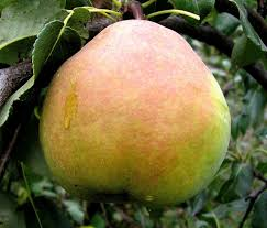 Груша обыкновенная `Москвичка`
