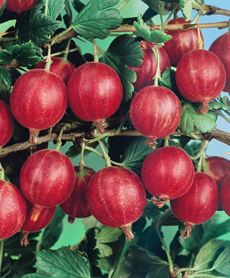 Крыжовник `Краснославянский`