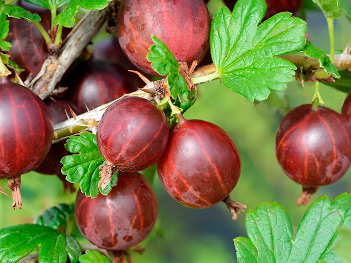 Крыжовник `Олави`