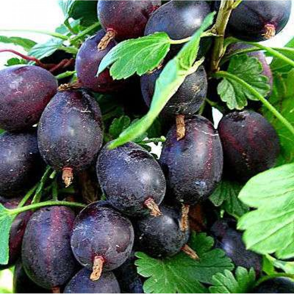 Крыжовник `Грушенька`