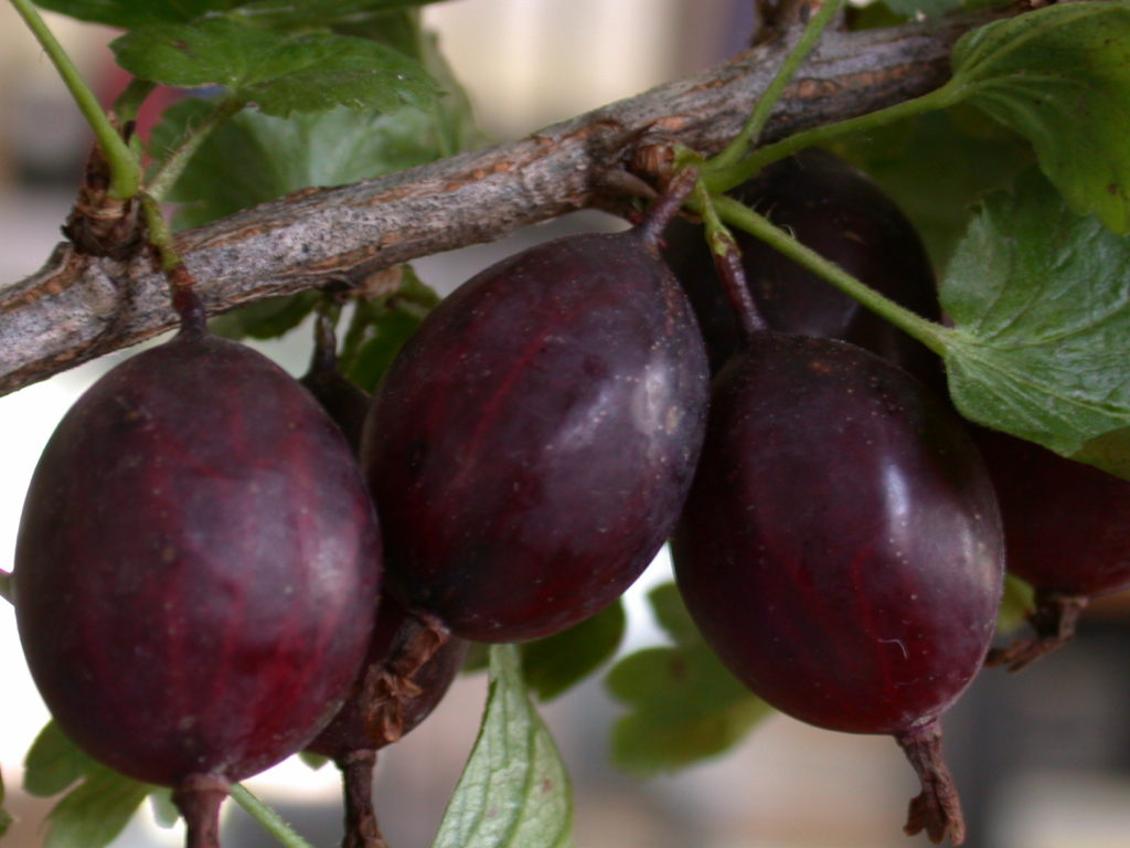 Крыжовник `Казачок`