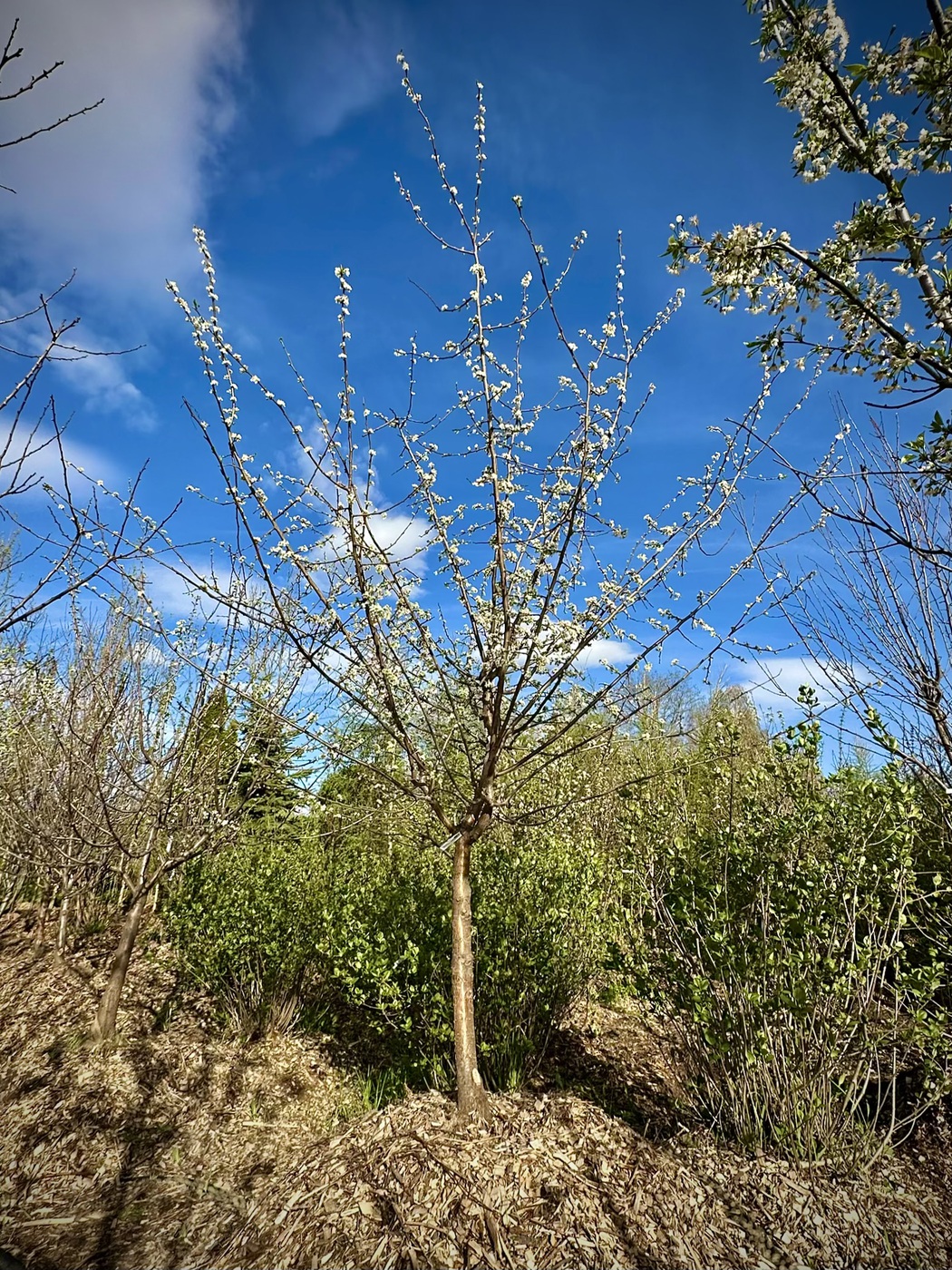 Слива `Волжская Красавица`