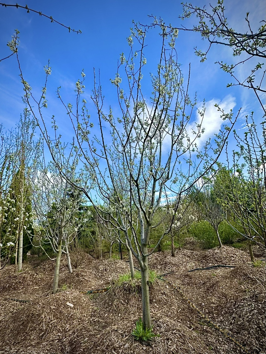 Слива `Яичная`