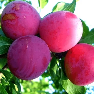 Слива `Болховчанка`