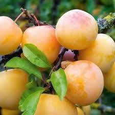 Слива `Ренклод Колхозный`