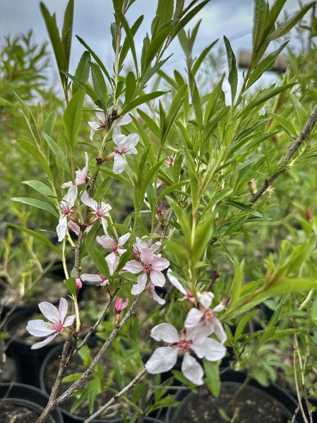 Миндаль степной