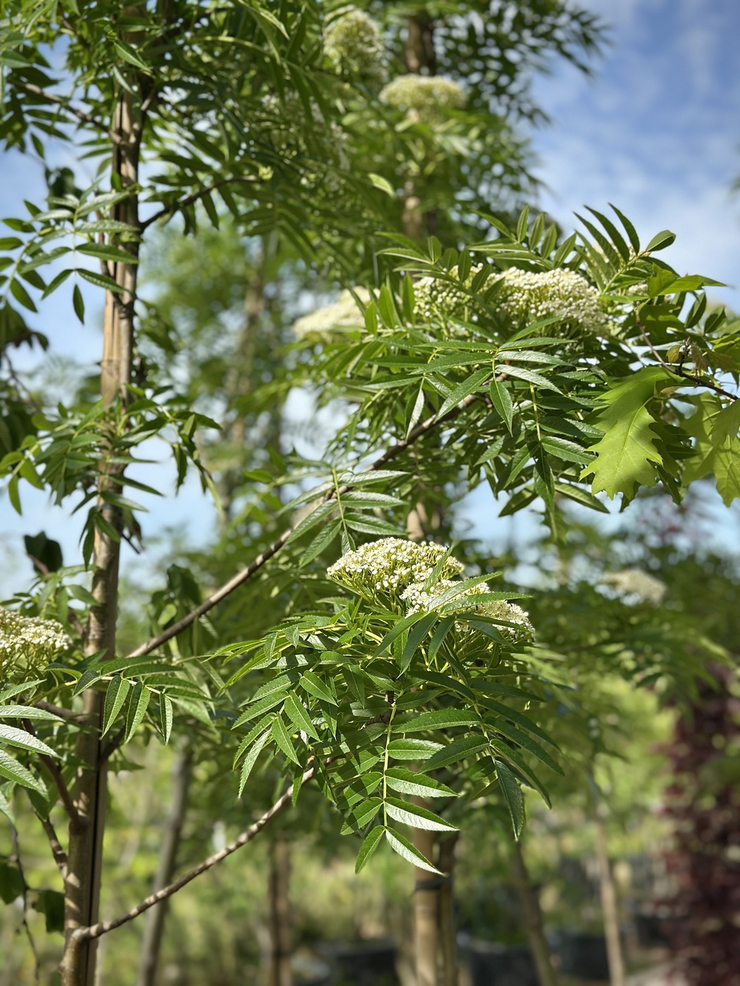 Рябина обыкновенная Додонг (Dodong)