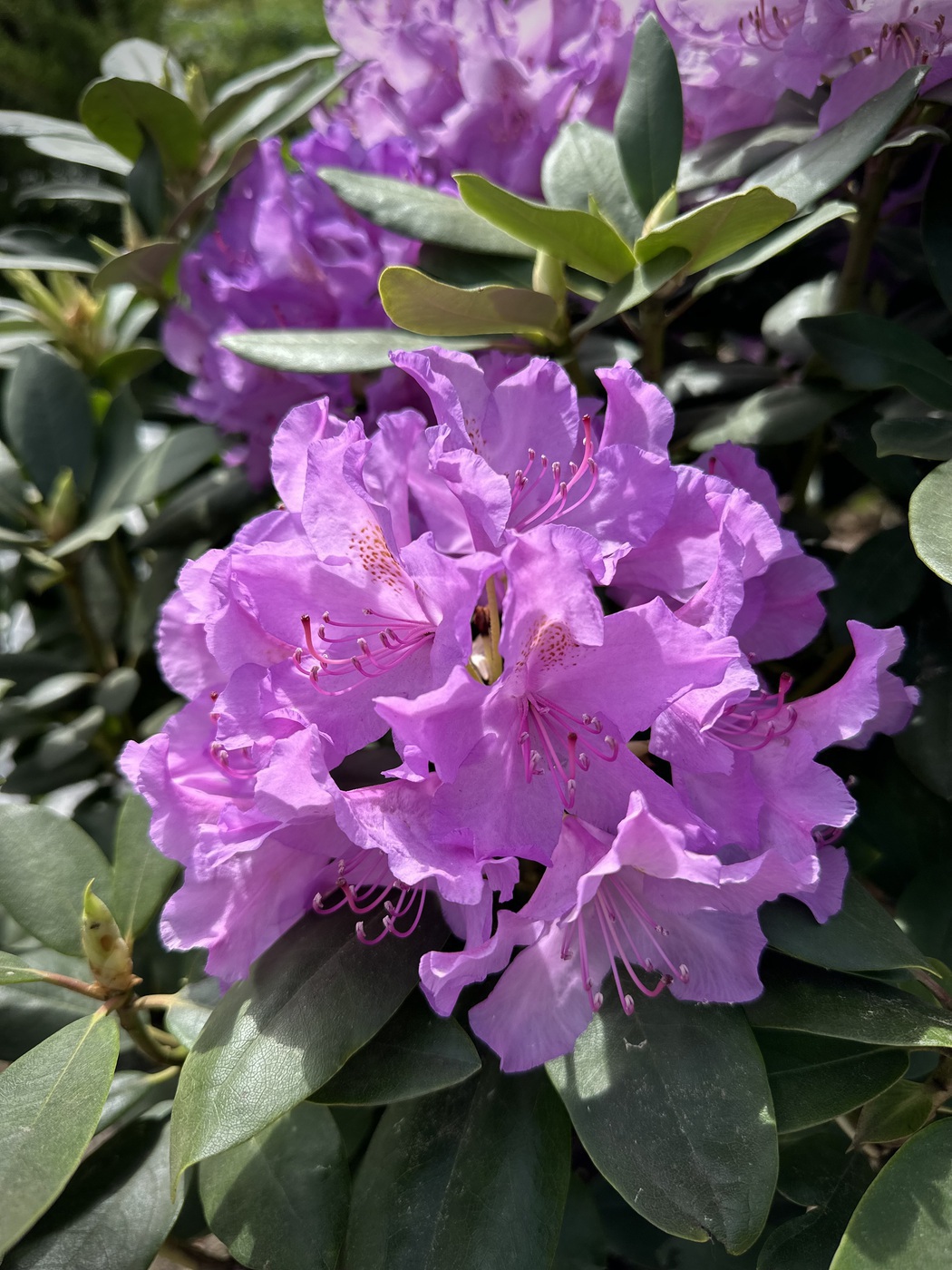 Рододендрон гибридный Катевбинский Грандифлорум (Grandiflorum)