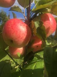 Яблоня домашняя `Дарена`