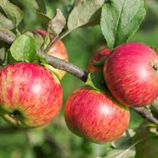 Яблоня домашняя `Медуница`