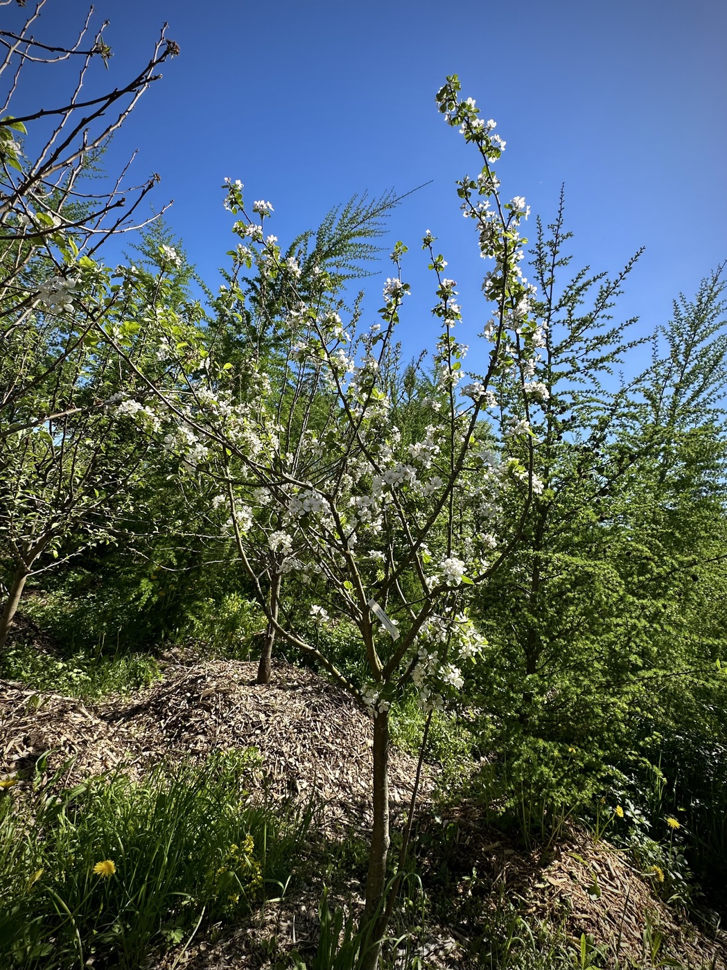 Яблоня домашняя `Лобо`