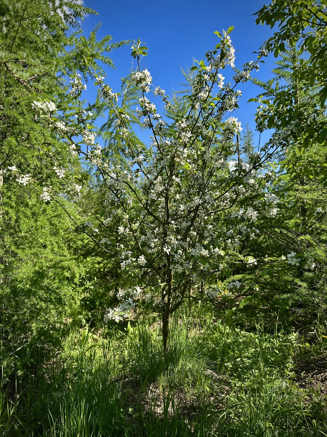 Яблоня домашняя `Ветеран`