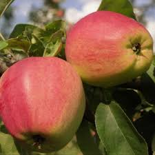 Яблоня `Мантет`