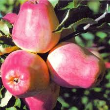 Яблоня `Кандиль Орловский`