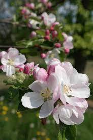 Яблоня `Воргуль Воронежский`